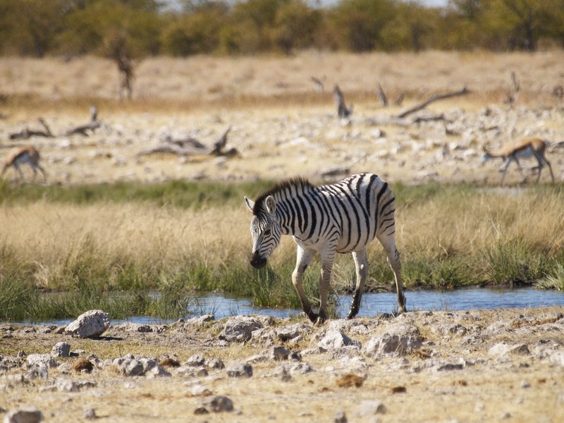 Etosha National Park, Rietfontein, Zebra